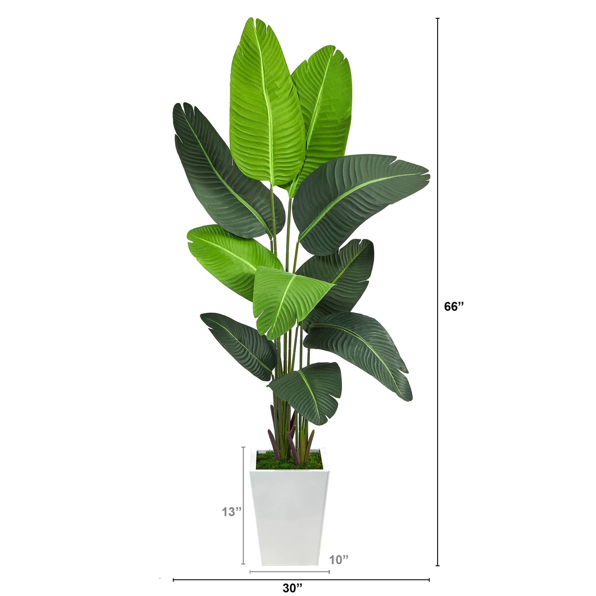 5.5ft. Travelers Palm Tree in White Metal Planter